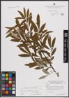 Foto von Salix caprea L. x Salix eleagnos Scop.